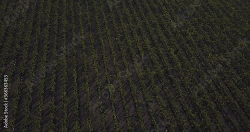 Aerial footage enormous Field of grape and wine production in California Farmland showing Crops all the way to Horizon
