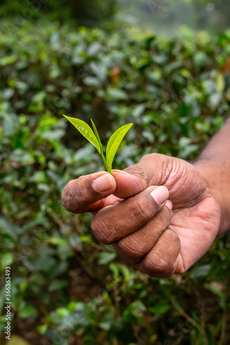 Young tea leaves are in the hand. Harvesting tea.
