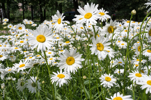 Oxeye daisies (lat. Leucanthemum vulgare), Moscow, Russian Federation, July 11, 2020
