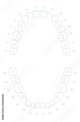 Dental teeth formula