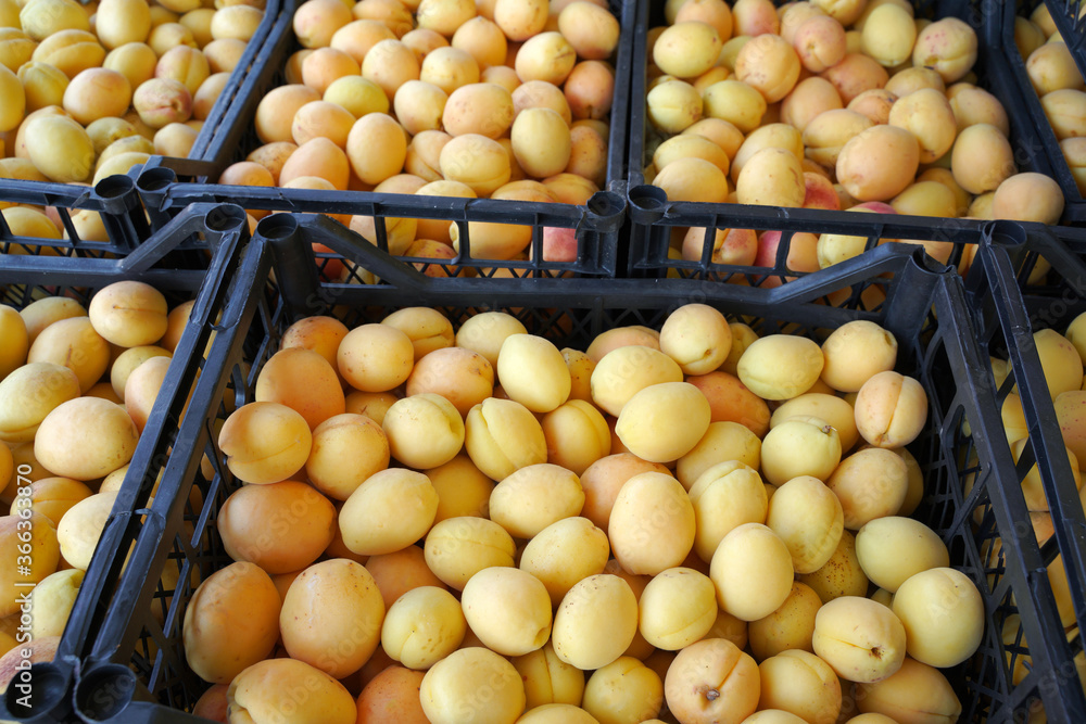 ripe apricots in a basket ripe apricots in a basket