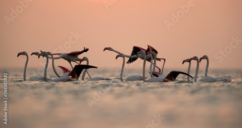 Greater Flamingos takeoff in the morning at Asker coast  Bahrain