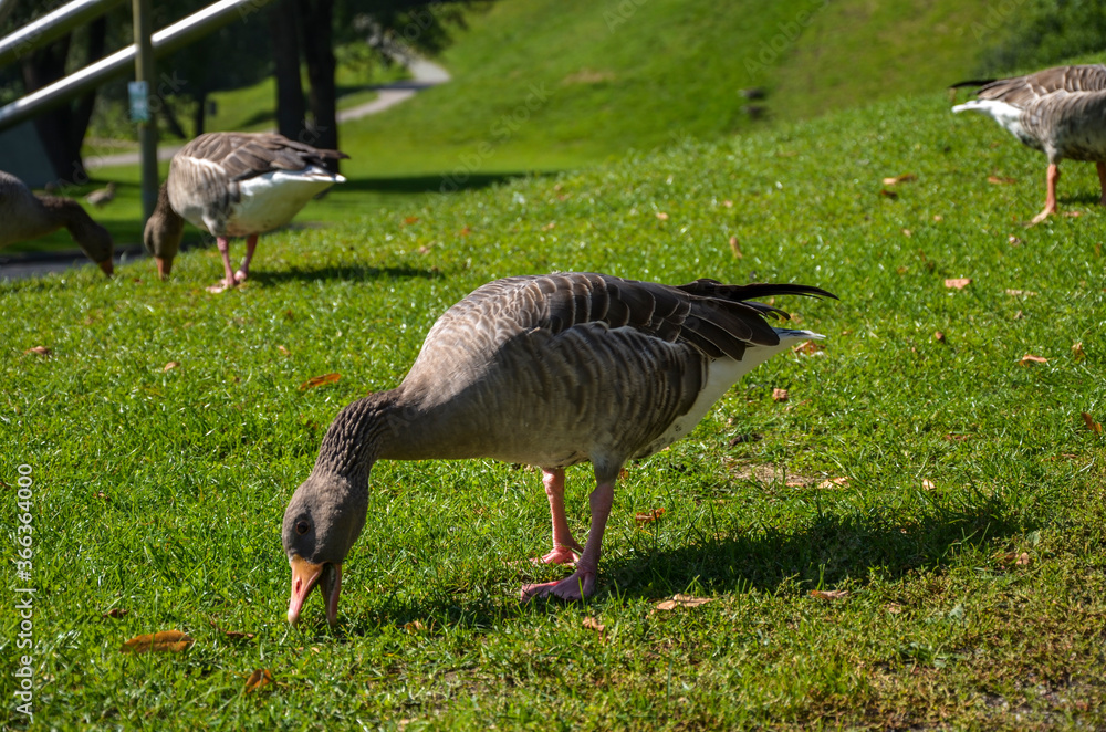 Flock of wild pretty gooses resting and grazing on green grass of a meadow in park at Munich, Germany Flock of wild pretty gooses resting and grazing on green grass of a meadow in park at Munich, Germany