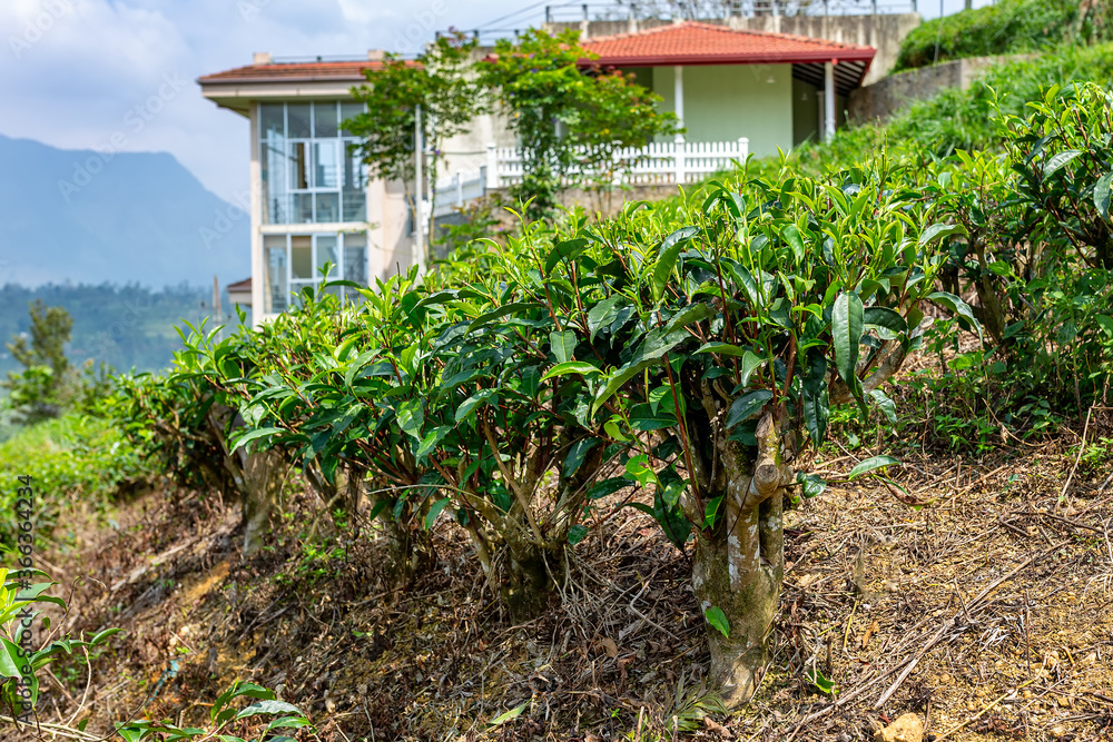 tea bushes, tea tree close-up on the background of a tea plantation