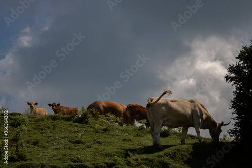 Some cows grazing in a field