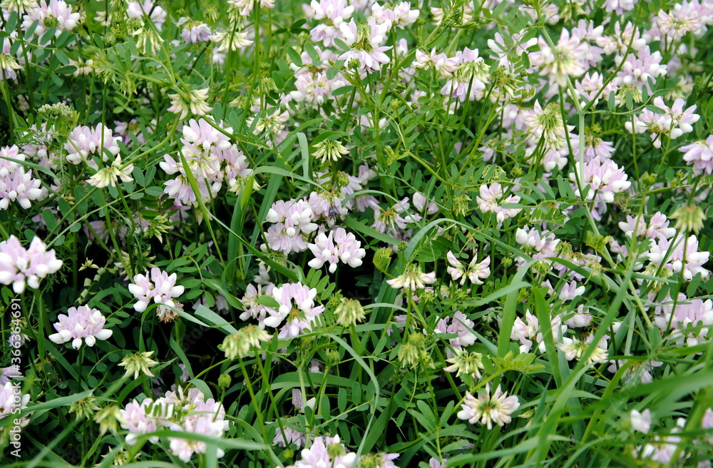 Field with pink and white flowers of (purple) crown vetch  (Securigera varia or Coronilla varia), a low-growing legume vine