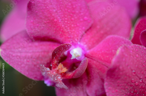 pink orchid with water drops