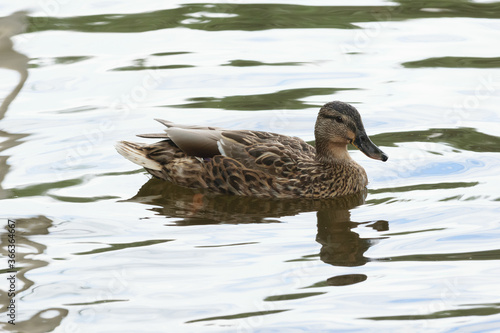 duck on the water