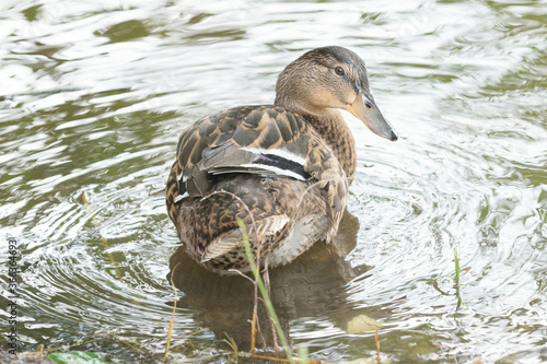 duck in the water