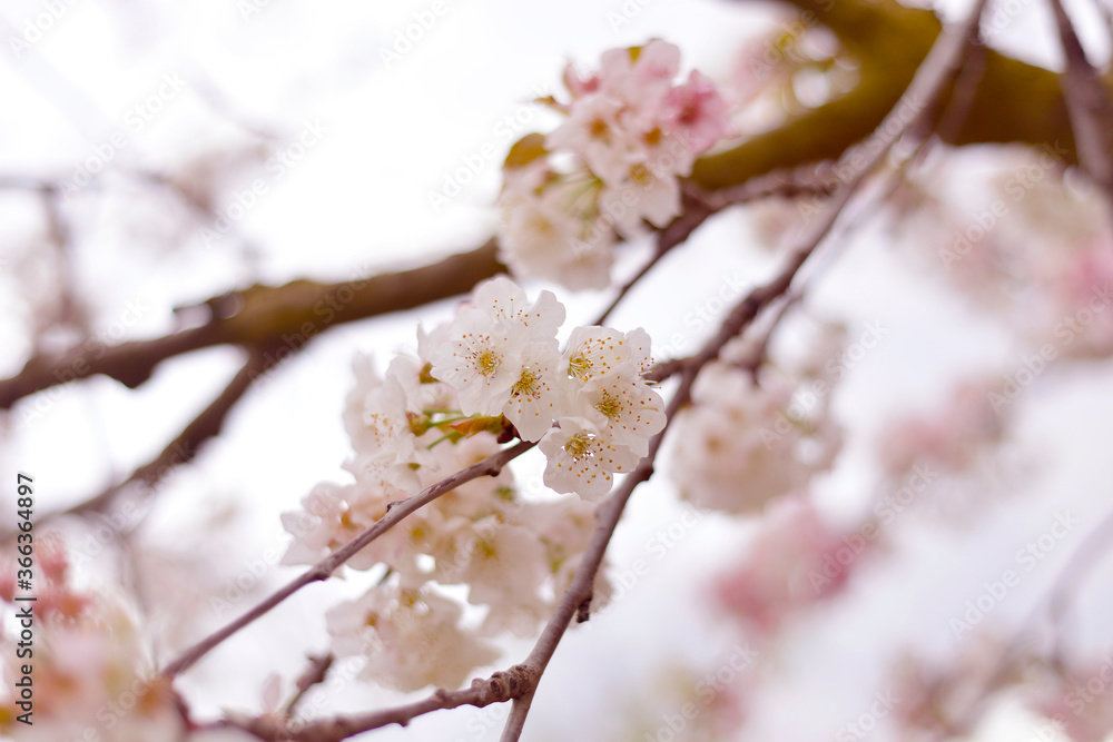 blooming spring cherry blossom tree branch with pink and white flowers blooming spring cherry blossom tree branch with pink and white flowers