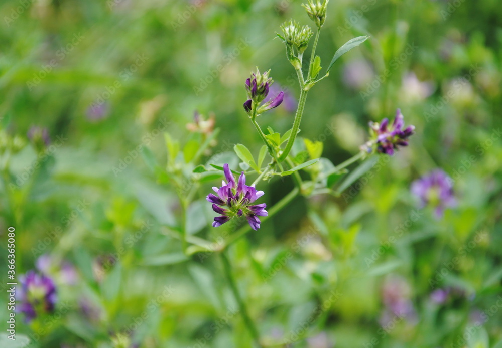 Close up of a cluster of small purple flowers of alfalfa or lucerne (Medicago sativa) Close up of a cluster of small purple flowers of alfalfa or lucerne (Medicago sativa)