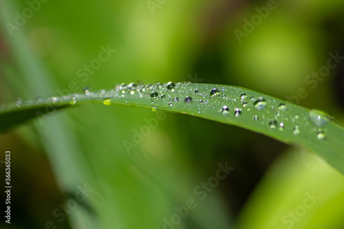 rain drops on a blade of grass