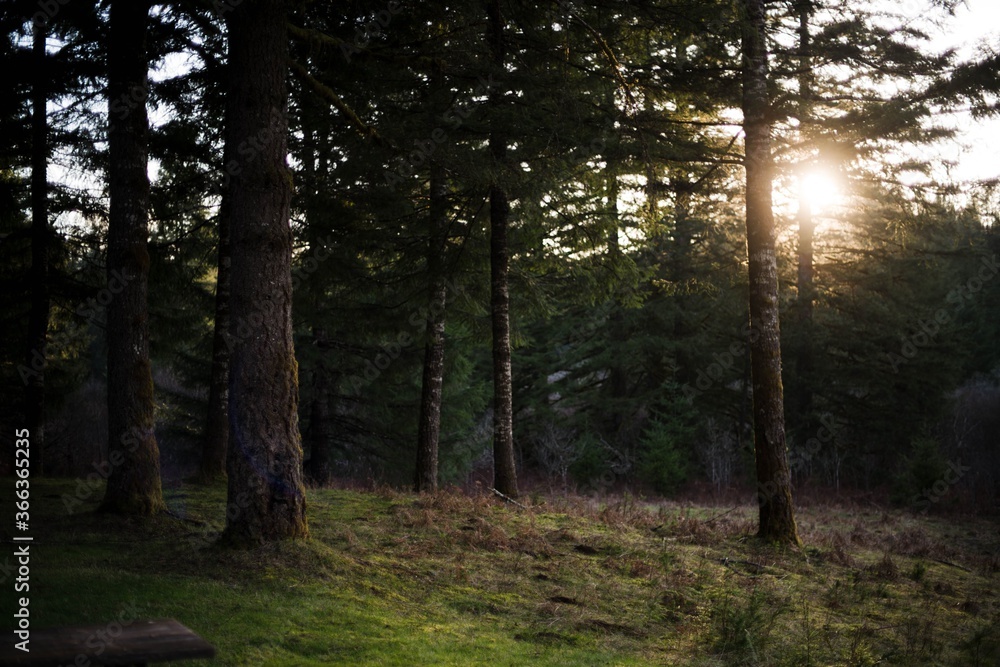 Fototapeta premium sun rays in the forest