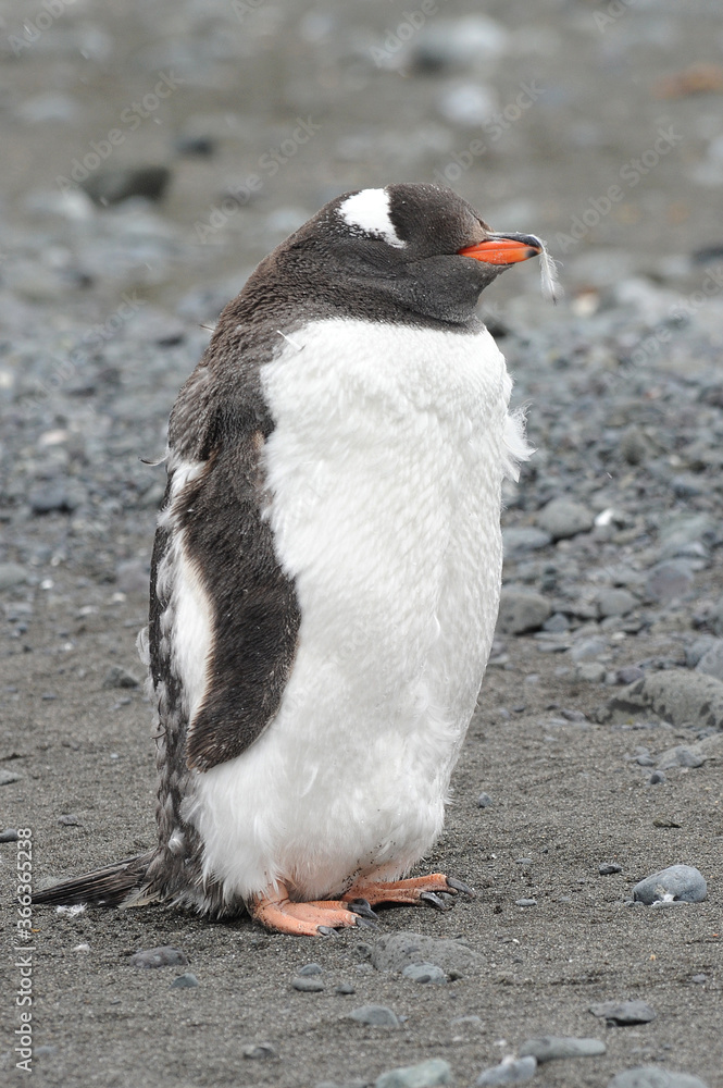 Fototapeta premium Gentoo Penguin (Pygoscelis papua) - the fastest underwater swimmers