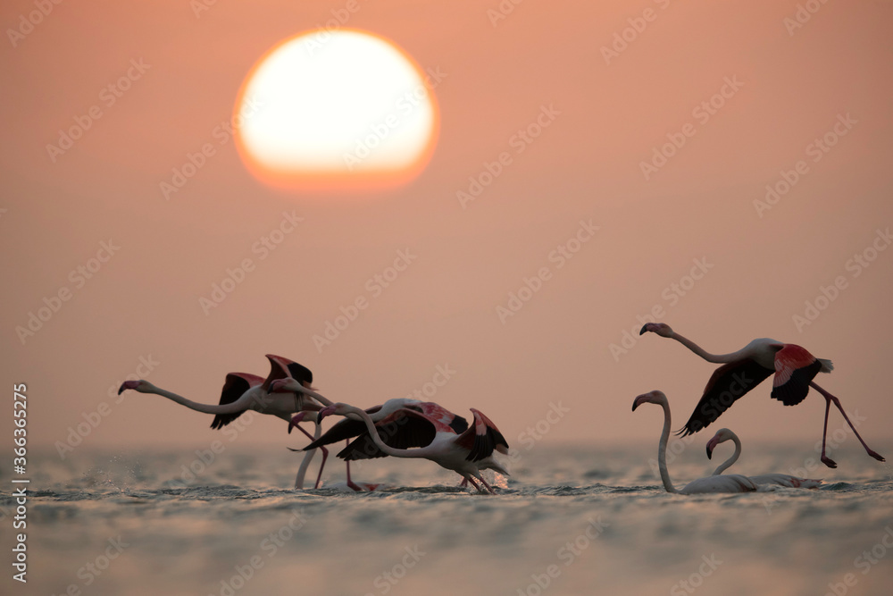Greater Flamingos takeoff in the morning hours, Asker coast, Bahrain