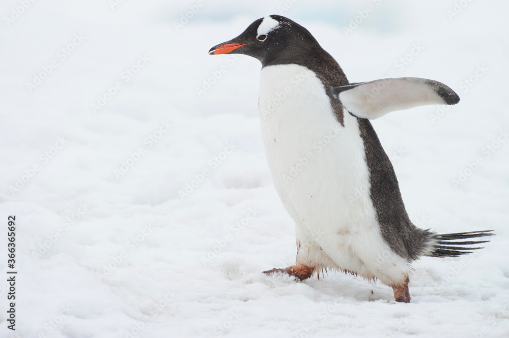 Fototapeta premium Gentoo Penguin (Pygoscelis papua) - the fastest underwater swimmers