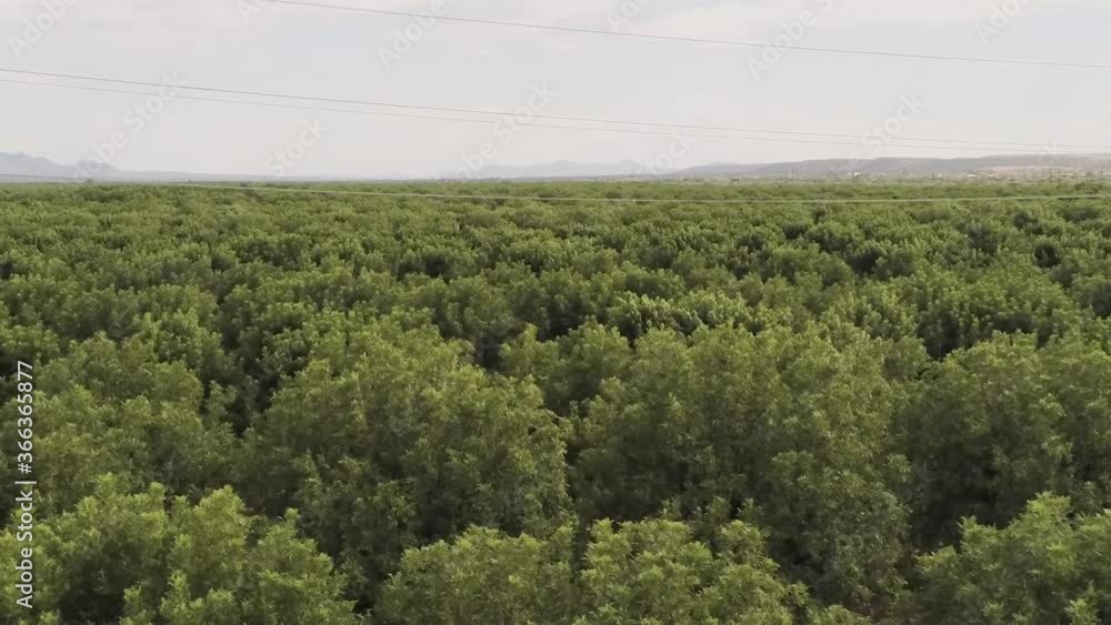 Aerial drone shot flying up over a pecan orchard with power lines crossing over top and a mountain range on the horizon on a cloudy day in Arizona. Aerial drone shot flying up over a pecan orchard with power lines crossing over top and a mountain range on the horizon on a cloudy day in Arizona.