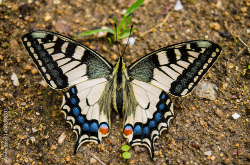 farfalla - insetto - natura - lepidoptera - macaone photo