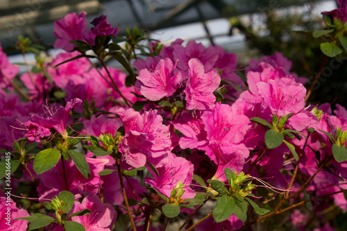 Azalea Flower