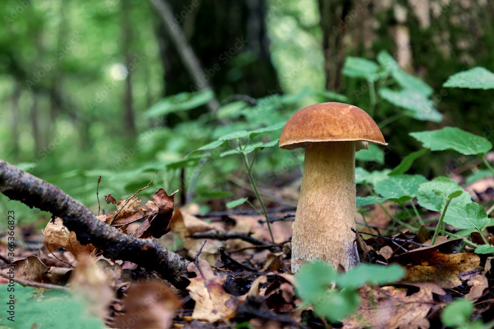 Fresh white mushroom growing in the forest Fresh white mushroom growing in the forest