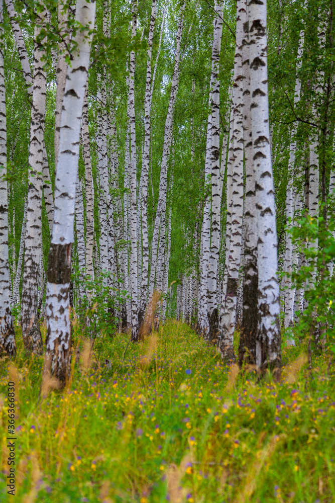 White birch trees with green leaves grow in rows in the forest White birch trees with green leaves grow in rows in the forest