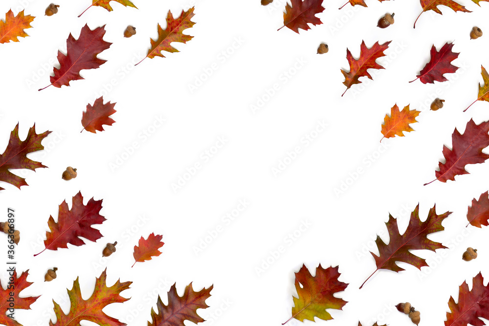 Frame of autumnal oak leaves and acorns on white background with space for text. Top view, flat lay Frame of autumnal oak leaves and acorns on white background with space for text. Top view, flat lay