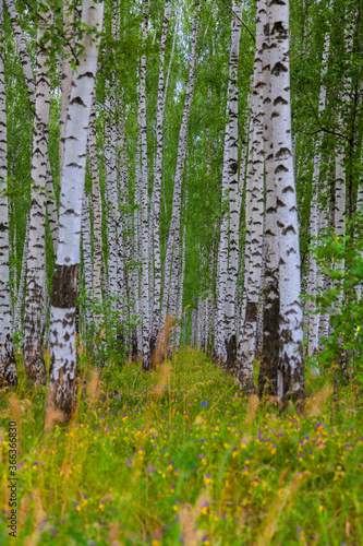 Fototapeta Naklejka Na Ścianę i Meble -  White birch trees with green leaves grow in rows in the forest