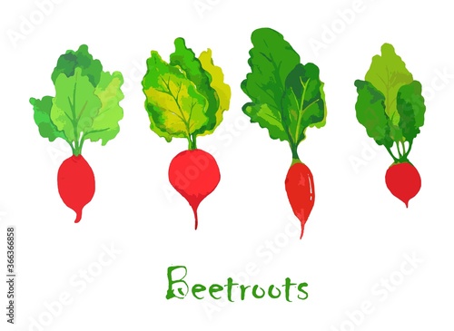 Bright watercolor vector set of colorful beetroo. Fresh cartoon radish isolated on white background. Illustration used for magazine, book, poster, card, menu cover