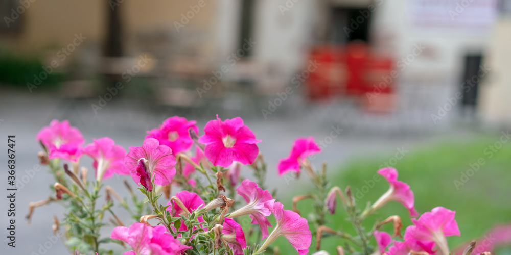 empty street cafe with red flowers crisis in fast food industry in coronavirus time concept