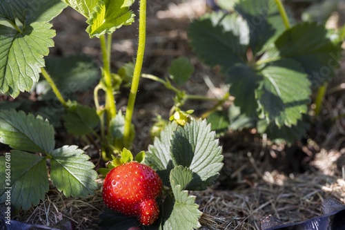 Close up view of red strawberry on green leaves isolated. Organic gardening concept.  