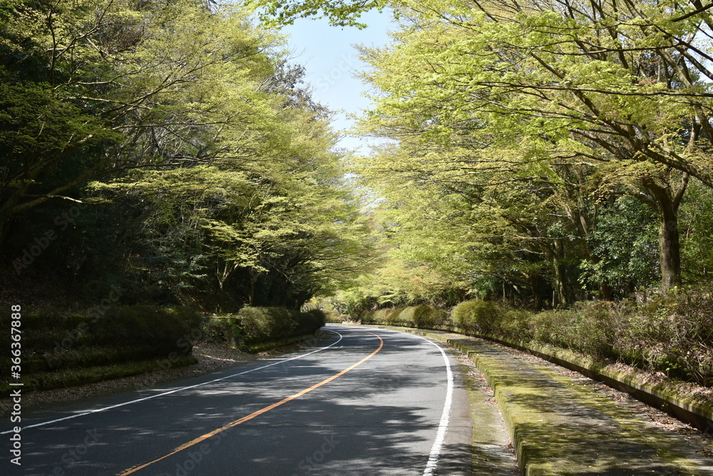 Obraz premium 新緑のもみじ 鹿児島県霧島にて