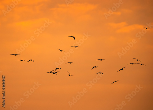 Black-headed gulls flying at Asker beach during morning
