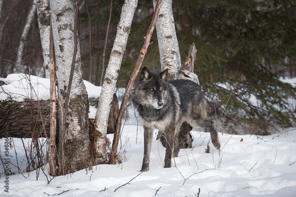 Fototapeta premium Black Phase Grey Wolf (Canis lupus) Steps Through Snowy Woods Winter