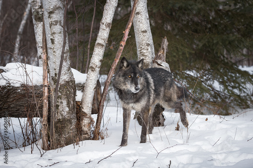 Black Phase Grey Wolf (Canis lupus) Steps Through Snowy Woods Winter © hkuchera