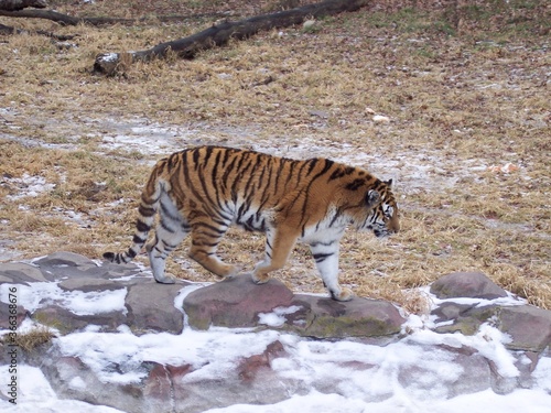 Tiger in snow at zoo
