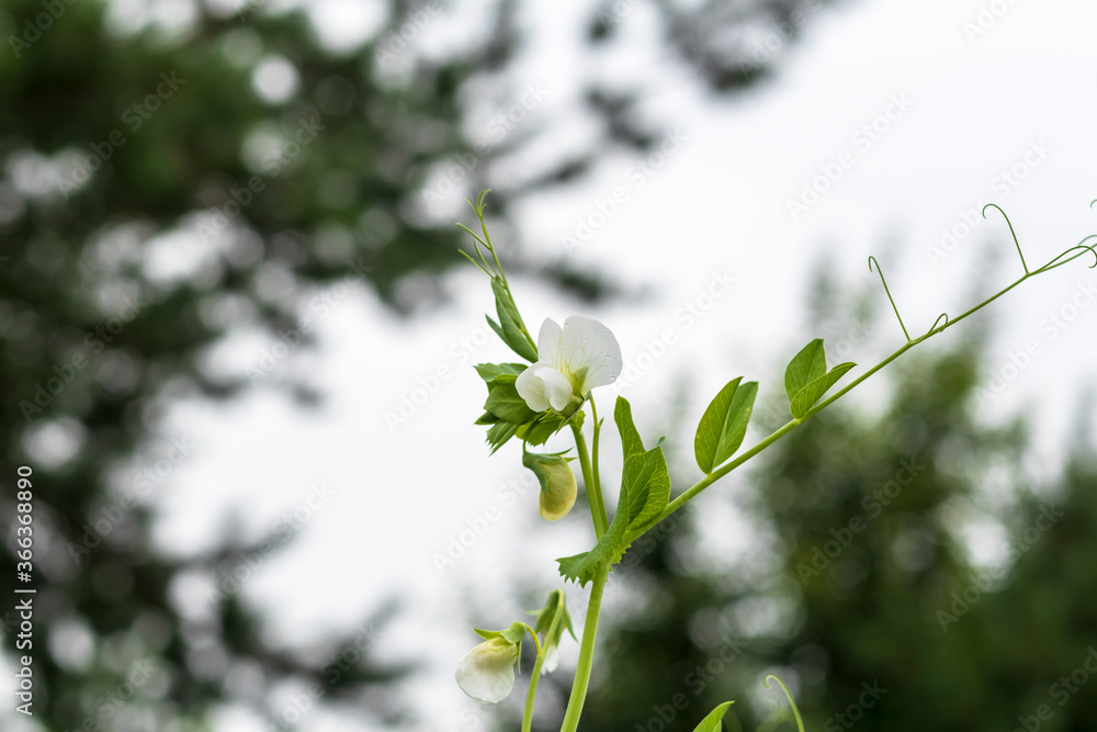 Daylight. shallow depth of field. Peas are blooming in the garden. Natural pure product without the use of chemicals. Daylight. shallow depth of field. Peas are blooming in the garden. Natural pure product without the use of chemicals.