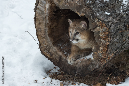 Female Cougar  Puma concolor  Lies Inside of Log Looking Out Winter