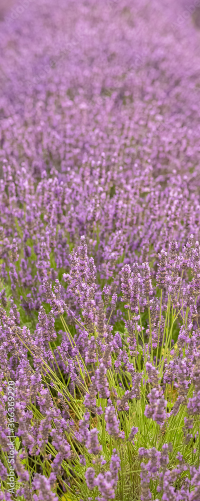 Naklejka premium lavender flowers in a field in Provence, beautiful background