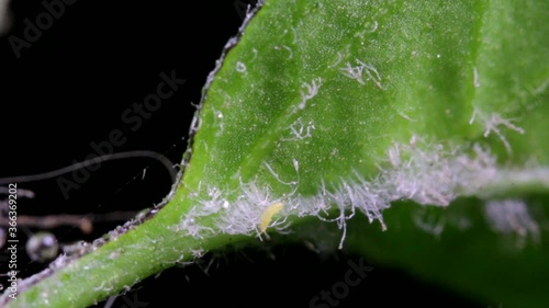 Tiny insect crawling through the trichomes of chili pepper leave photo