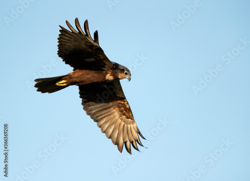 Eurasian Marsh harrier in flight, Bahrain