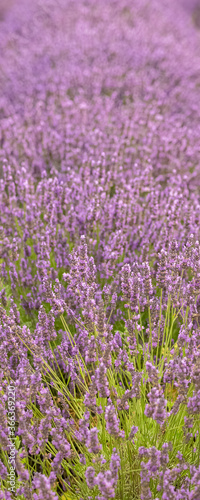 lavender flowers in a field in Provence, beautiful background 