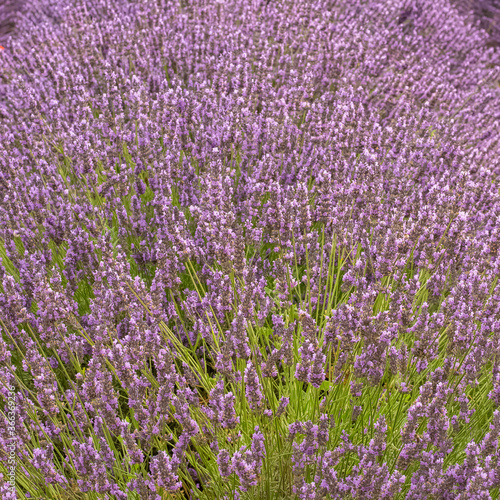 lavender flowers in a field in Provence, beautiful background
