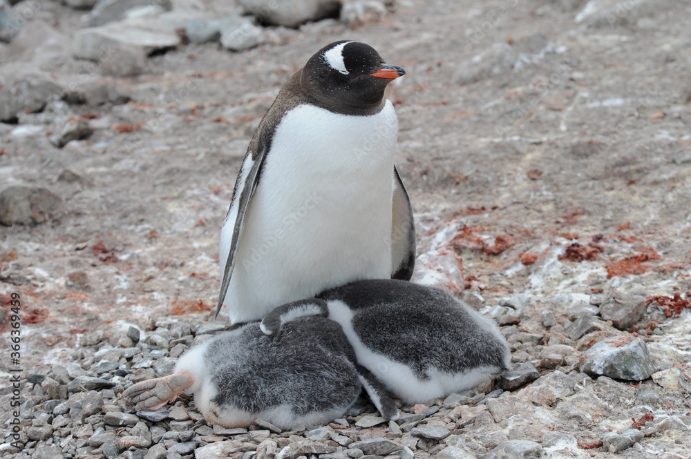 Fototapeta premium Gentoo Penguin Chicks (Pygoscelis papua) - the fastest underwater swimmers