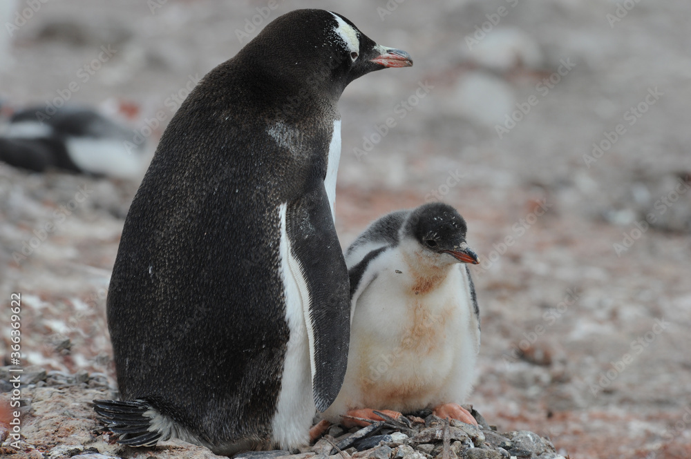 Fototapeta premium Gentoo Penguin Chicks (Pygoscelis papua) - the fastest underwater swimmers