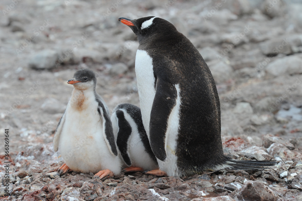 Naklejka premium Gentoo Penguin Chicks (Pygoscelis papua) - the fastest underwater swimmers