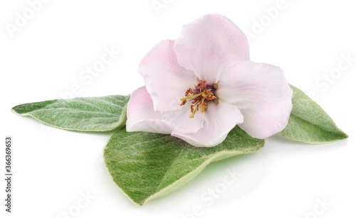 Flower quince isolated on white background