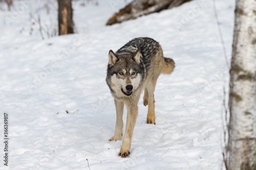 Grey Wolf (Canis lupus) Runs Forward Past Birch Tree Winter © hkuchera