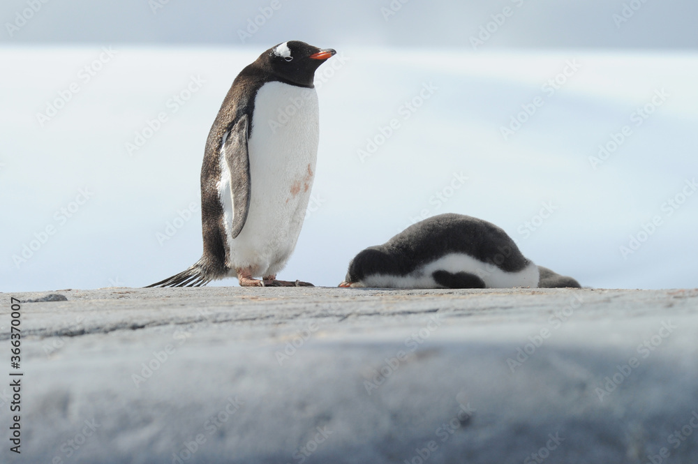 Fototapeta premium Gentoo Penguin Chicks (Pygoscelis papua) - the fastest underwater swimmers