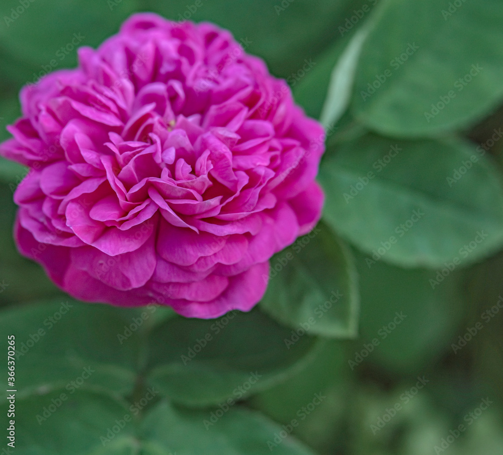 Pink rose flowers on the rose bush in the garden in summer