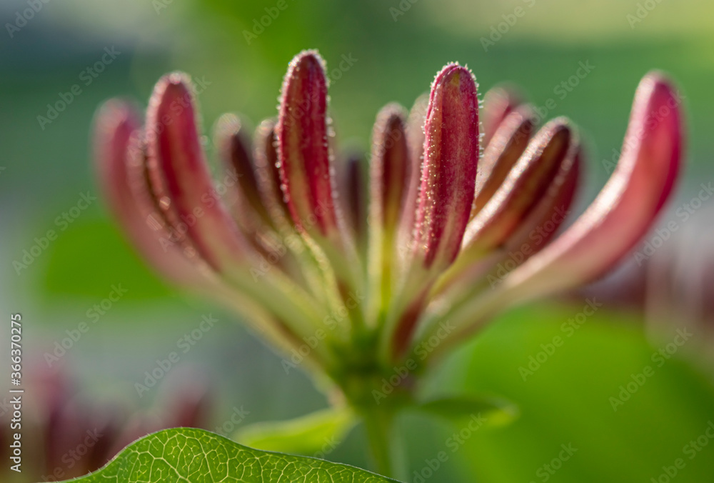 Fototapeta premium Lonicera periclymenum, common names honeysuckle, common honeysuckle, European honeysuckle, or woodbine, is a species of flowering plant in the family Caprifoliaceae